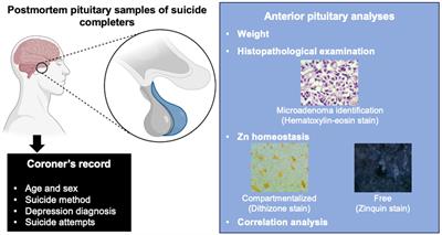 Dysregulated zinc homeostasis and microadenomas in the anterior pituitary: pathological insights into suicide risk